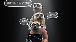 遇见狐獴家族 遇见狐獴家族